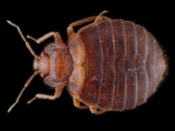 Bed Bugs are not always just in unsanitary places. 